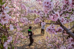 SOPA Images - Gallery - Spring season in Srinagar, India