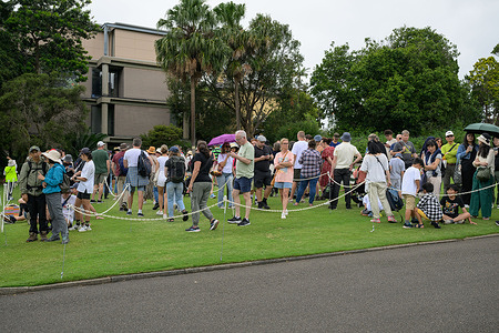 Hundreds of visitors seen queuing up to witness the blossom of the Corpse Flower at the Royal Botanic Garden Sydney. One of the biggest and smelliest flowers in the world is about to bloom at the Royal Botanic Garden Sydney in Australia.
Bunga Bankai (Indonesian), Titan Arum or Amorphophallus titanum flowers for just 24 hours, once every few years. Found only in the rainforests of western Sumatra, the rare and endangered Corpse Flower plant is renowned for the smell of putrid, rotting flesh that surround the flowers when it blooms. People have described the smell as like wet socks, hot cat food, or rotting possum flesh. 
The last time it bloomed in Sydney was in 2010, and it is predicted to bloom in the next couple of days, although the exact timing is difficult to predict.