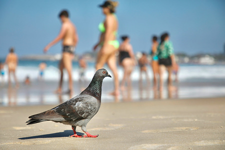 A pigeon walks along the seafront. In Brazil, pigeons were imported by Portuguese settlers in 1500 for religious reasons. The dove represents the Holy Spirit in Christianity, and its devotion was widespread in Portugal. Later, in the 19th century, as Rio de Janeiro became more Europeanized, other pigeons were introduced to blend in with the decor and give the city's squares a European air. Today, the proliferation of pigeons is a public health issue. They can transmit diseases to humans, such as histoplasmosis.