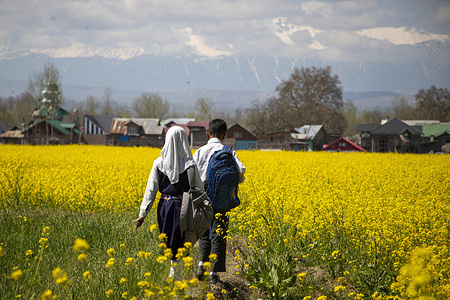 Kashmiri school children seen walking alongside blooming mustard fields during a spring season on the outskirts of the city. The city is experiencing its warmest winter in nearly 70 years. With temperatures more than 10 degrees Celsius above seasonal averages according to reports raising concerns over the impact of climate change.