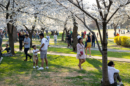 People walk along the Tidal Basin as the cherry blossoms reach peak bloom. More than 1.5 million people attend the annual Cherry Blossoms Festival in Washington, DC as over 3,800 trees reach peak bloom and turn bright peak along the Tidal Basin and National Mall, as well as elsewhere in the city.