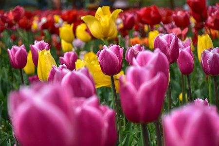 Tulips are seen in full bloom at the Asia's largest tulip garden during a spring season. With hundreds of foreign tourists thronging the garden, the total visitor count at Asia’s largest Tulip Garden in Srinagar has neared 250,000 in just 18 days. The majority of visitors comprise of locals and Indian tourists, who have been thronging the garden in large numbers despite erratic weather conditions. The garden features a record 1.8 million tulip bulbs and around 100,000 other spring flowers such as daffodils, hyacinths, and ranunculus. Spread over 30 hectares on the foothills of the Zabarwan Range, it is the largest tulip garden in Asia, recognized by the World Book of Records (London) in 2023.