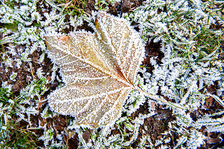 A leaf is seen laying on the ground covered with frost. The Netherlands experienced three days of sub-zero temperatures (around -7 degrees Celsius during the night).
