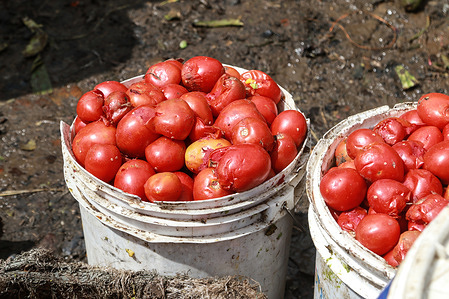 Bucketsful of spoilt tomatoes are seen at a vegetable and fruit wholesale market in Nakuru. A report by the Environmental Protection Agency says that discarded food is responsible for as much as 8 percent of global greenhouse gas emissions.