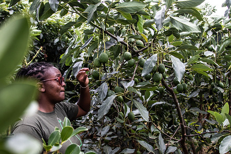 Monica Njoroge inspects avocados at her father’s small holder fruit farm in Bahati, Nakuru County. With climate change affecting agricultural production, most farmers are diversifying into small holder horticultural crops to increase profits.