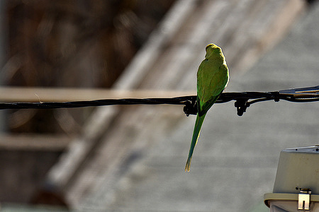 A ring-necked parakeet is seen resting on an electric cable.