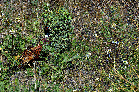 A pheasant is seen in the hill in Marseille.