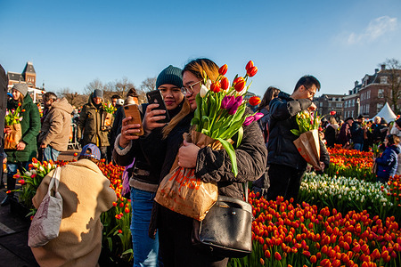 Two women are seen taking a selfie with their tulips. Each year on the 3rd Saturday of January, the National Tulip Day is celebrated in Amsterdam. Dutch tulip growers built a huge picking garden with more than 200,000 colorful tulips at the Museumplein in Amsterdam. Visitors are allowed to pick tulips for free. The event was opened by Olympic skating champion, Irene Schouten. Prior to the opening, she christened a new tulip: Tulipa 'Dutch Pearl' as a reference to the world - famous painting 'The girl with a pearl earring' by Johannes Vermeer.