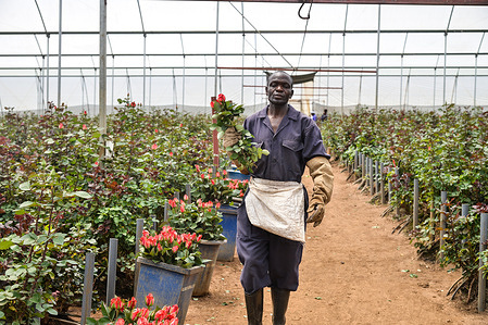 A worker walks while holding cut roses at a greenhouse in Njoro. Kenya is among the top producers of cut flowers in the world, exporting 70 percent of its harvest to Europe.