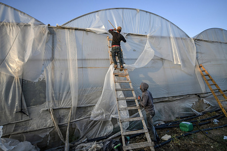 Palestinian farmers repair the roofs of their greenhouse, which was damaged by strong winds due to weather conditions in Khan Yunis, southern Gaza Strip.