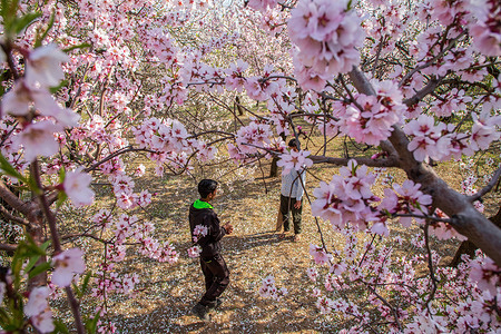 Kashmiri boys walk near blooming almond trees at a garden in Srinagar. Almond bloom begins ahead of the spring season in Kashmir after a long spell of winter in the Himalayan disputed region.