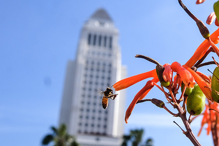 A honey bee collects nectar and pollen from a deep orange flower in front of the city hall in Los Angeles.