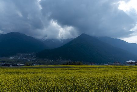 A view of blooming mustard fields against clouds covered mountains in Ganderbal on a spring day.
