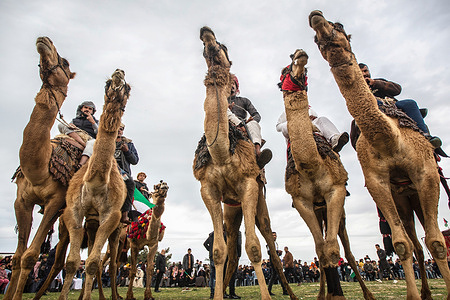 Palestinians ride camels during a traditional race to commemorate Land Day in Deir al-Balah, central Gaza Strip.