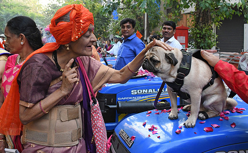 An elderly Maharashtrian woman dressed in traditional clothes pats a pug seated on a tractor during a Gudi Padwa procession in Mumbai. Gudi Padwa is the first day of the new year celebrated by Maharashtrians and Kokani Hindus which marks the new beginnings and arrival of the spring season.
