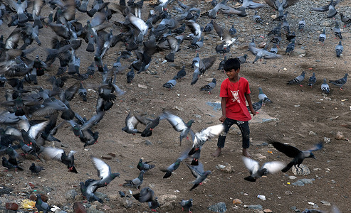 A boy chases away pigeons on the beach at Girgaon Chowpatty in Mumbai. Pigeon droppings cause respiratory diseases like hypersensitive Pneumonia in lungs. People are warned about feeding pigeons as their bacteria and mould cause inflammation in lungs thereby destroying them.