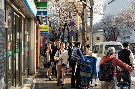 Pedestrians look at blooming Sakura trees while walking on a street in Tokyo. The traditional Cherry tree blooming season reaches its peak on March 23rd this year. For the first time after the Covid-19 pandemic, picnics are allowed in public parks where people can enjoy themselves together in large crowds.