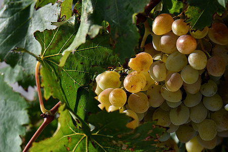 A bunch of grapes in a vinyard. The heatwave accelerated the ripening of grapes in the south of France, forcing some winegrowers to harvest early.