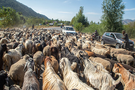 Kashmiri nomads walk with their goats while heading back to warmer plains ahead of winter, in the Kokernag area in Jammu and Kashmir region. Every year thousands of nomadic Bakerwal and Gujjar families travel to high-altitude meadows of Kashmir and stay there for the summer months to graze goats. They head back to the warmer plains ahead of the winter in October.