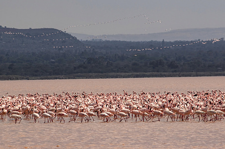 A flock of flamingos is seen at Lake Solai. While their populations are flourishing in Lake Solai, their numbers have been dwindling in lakes experiencing rising water volumes due to changes in water alkalinity which adversely affect their feeding. According to Bird Life International records, the largest breeding site in East Africa, Lake Natron, witnessed a significant population decline between 2018 and 2021 due to a sharp rise in water levels.