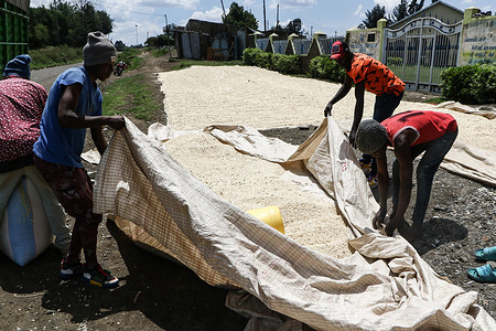 Workers prepare to pack bags of maize sundried by the roadside. Farmers have been urged to harvest their crops early to mitigate potential losses from the projected El Nino rains.