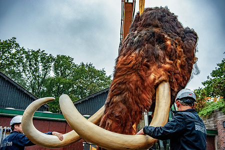 Two technicians are seen keeping an eye on the huge head during its transportation. This enormous mammoth is part of the educational exhibition called 'Ice Age & Zoo'. Spread out on a route through the park, visitors to Burgers' Zoo will discover nineteen different animal species from the Ice Age. This morning zoo's technicians lifted and transported with a forklift truck, the head of a giant woolly mammoth (5.5 meters long, 3.4 meters high, 500 kilos) to attach to his body, under close supervision and meticulous guidance from the technical service.
