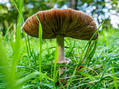 Fake parasol mushroom seen among the grass in Park Brakkenstein. There are around 5,250 species of mushrooms in the Netherlands. Many of these are under serious threat and some 200 species have become extinct in the Netherlands over recent decades.
