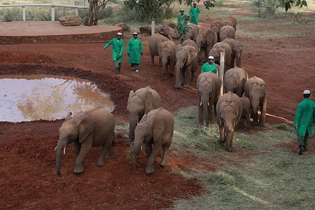 Elephants are seen at Sheldrick Trust Foundation where King Charles III and Queen Camilla visited to learn about the foundation. Queen Camilla and King Charles III are in Kenya for a state visit under the invitation of president William Ruto.