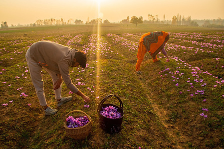 Kashmiri farmers collect saffron flowers at a field during the saffron harvest in Pampore. The saffron is a spice derived from the flower of Crocus sativus and is harvested once a year from October 21 to mid-November. The world's most expensive spice-Kashmiri saffron, often referred to as "Red Gold" which sells for more than 10,000 US dollars a kilogram, is considered one of the best varieties due to its superior quality and distinct flavor and aroma. It has been associated with traditional Kashmiri cuisine and represents the rich cultural heritage of the region, with its history spanning more than 3,500 years. However, saffron farmers have witnessed a decline in production over the years due to changing climatic conditions.