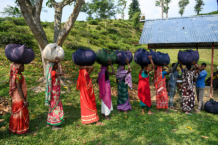 Female workers wait in a queue to deposit their collection with the tea plantation manager inspecting. Tea Plucking is a specialized skill. Two leaves and a bud need to be plucked in order to get the best taste and in order to make profits. The calculation of daily wage is 170tk (1.60$) for plucking at least 22-23 kg leaves per day for a worker. The area of Sylhet has over 150 gardens including three of the largest tea gardens in the world both in area. Nearly 300,000 workers are employed on the tea estates of which over 75% are women. Working conditions and wages are considered to be very low.
