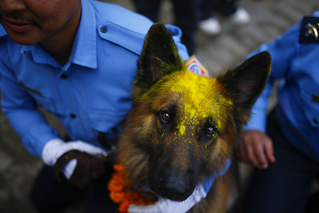 A Nepalese-trained dog covered in vermilion colors sits next to its handler during the dog worshipping festival called Kukkur Tihar during Tihar the festival of lights at Central Police Dog Training School in Kathmandu. In Hinduism, it is believed that dogs are the messengers of God Yama, the Lord of death, and that dogs guard the doors of Heaven.