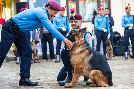 A police dog named Tiger receives a dog of the year medal during Kukkur Tihar dog festival at their kennel division. Tihar is the second biggest festival of Nepal which is devoted to different animals or objects of worship including cows, and dogs. The festival celebrates the powerful relationship between humans, gods and animals.