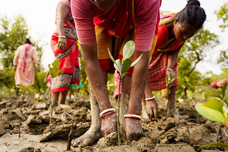 Indian women are seen planting young mangroves trees sprout in a mangrove plantation. The Sundarbans are the region of the Ganges delta in the state of West Bengal, where the effects of climate change are already visible. Coastal erosion caused by rising sea levels, ever stronger cyclones and the increase in the salinity of freshwater are among the main issues for the people living in the region.