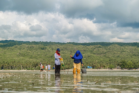 Women look for fish to spear close to the shore on the Wasuemba coast. The pindoko tradition is a tradition of catching fish using bamboo spears. This tradition is carried out every year during the west wind season because it is believed that the fish are not far from the shoreline during that season.