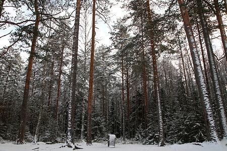 Heavy snow showered tree branches in the forest after a heavy snowfall in the Leningrad region.