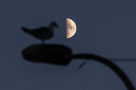 A half moon appearing in the evening hours and a seagull silhouette standing on a street lamp were seen in Istanbul.