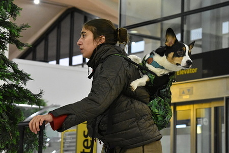 Female traveler and her canine companion check in for their flight at the security checkpoint in Terminal B at Newark Liberty International Airport. People converged at Newark Liberty International Airport Tuesday afternoon to travel domestically and internationally for the Thanksgiving holiday in the United States. The Northeast was getting hammered with storms and rain which delayed many flights.
