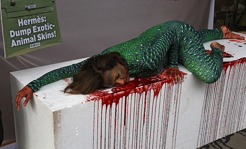 People for the Ethical Treatment of Animals (PETA) India director Poorva Joshipura wearing an alligator-skin costume and lying in a pool of (fake) blood on a thermocol table is seen outside the French fashion store 'Hermes' in Mumbai. The PETA India director Poorva Joshipura calls on the French fashion house 'Hermes' to ban the use of alligators, crocodiles, and other exotic animals who are killed for their skins to make leather bags and accessories by the brand.