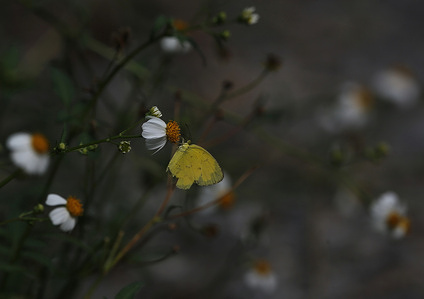 A butterfly rests on a Bidens Pilosa flower in Nakhon Sawan Province, north of Bangkok,