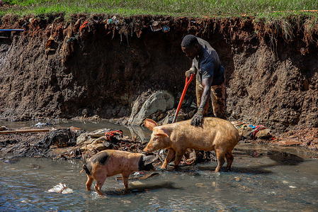 Pigs walking next to a man cleaning a sewer river in Kibera Slum in Nairobi.