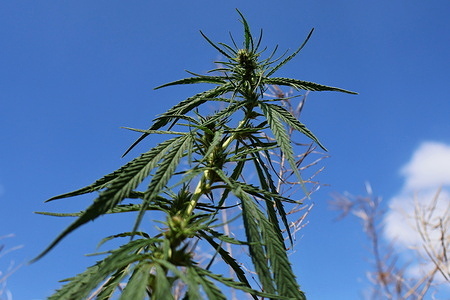 Cannabis grows freely in nature, the use of medical cannabis was legalized on December 21, 2023 248 People's Deputies of the Verkhovna Rada of Ukraine voted for the adoption of the said draft law. The draft law regulates the circulation of cannabis only in medical, industrial and scientific activities.