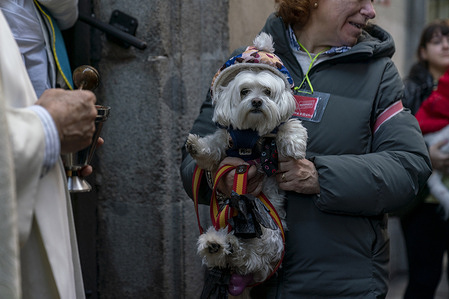 A dog carried by its owner is seen before been blessed at San Anton Church during celebrations on the feast of Spain's patron saint of animals, Saint Anthony, in Madrid. Hundreds of Spanish pet owners took their animals to church where Catholic priests blessed them.