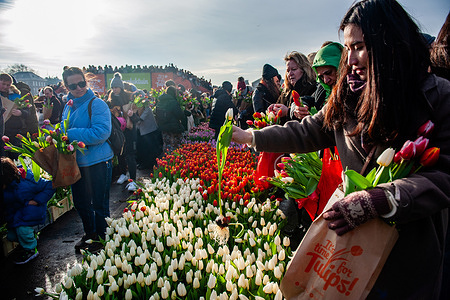 A woman is seen picking up a white tulip. Each year on the 3rd Saturday of January, the National Tulip Day is celebrated in Amsterdam. Dutch tulip growers built a huge picking garden with more than 200,000 colorful tulips at the Museumplein. Visitors are allowed to pick tulips for free. Because this year the theme is 'Let's Dance', the international Dutch DJ/Producer 'Hardwell' was the special guest to open this event.