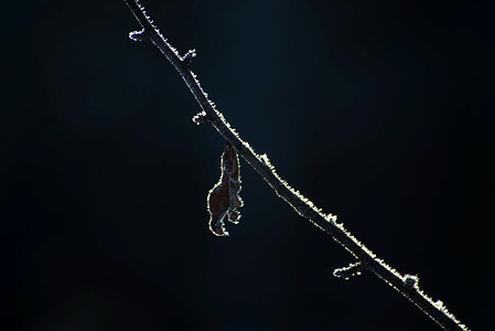A frost-covered branch with a withered leaf in the rays of the winter sun