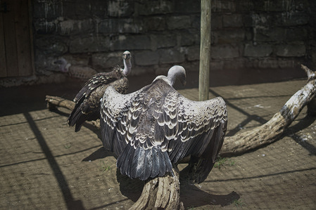 Captive Rüppell's vultures under care are pictured at The Naivasha Raptor Centre. The center specializes at rescuing and rehabilitating raptors as well as creating awareness on the crucial need to protect these critically endangered birds.
