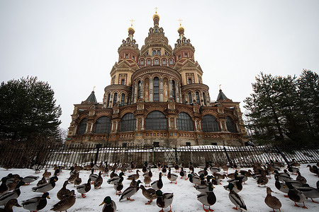 Views of ducks on the embankment against the backdrop of the Peterhof Cathedral of the Holy Apostles Peter in St. Petersburg.
