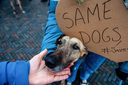 A greyhound is seen posing next to a placard during the demonstration. In the Netherlands, the 'Galgo Podenco Platform,' a coalition advocating for the welfare of Galgos (Spanish Greyhound) and Podencos, organized a protest in Utrecht. The demonstration aimed to show solidarity with organizations combatting the ongoing suffering of greyhounds in Spain. According to Spanish animal rights groups, around 50,000 Galgos and Podencos are abandoned annually after the hunting season. Notably, the Spanish animal welfare bill from last year excluded hunting dogs, leaving them without protective measures.