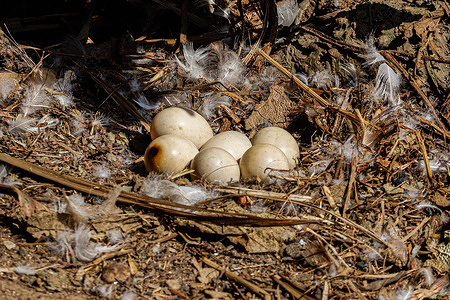 Damaged duck eggs seen in the botanical garden after being affected by flames following the mega fire that occurred in Viña del Mar and different areas. Botanical Garden, affected by the mega fire that occurred in Viña del Mar and different areas of the fifth region, with more than 123 fatalities, 12,000 thousand homes burned. And firefighters are doing their best to stop the fire.