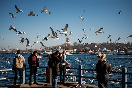 Seagulls seen in abundance near the Galata Bridge in central Istanbul.