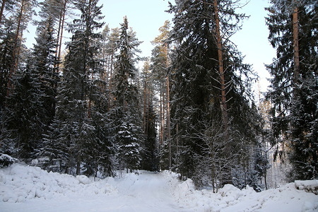 View of snow-covered trees in the forest of the Leningrad region, Russia.